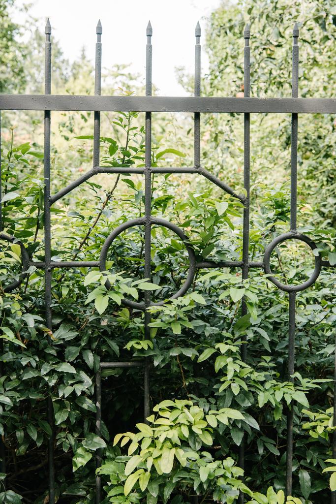 rami verdi dietro recinzione in giardino botanico
 - Foto, immagini