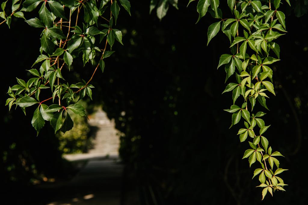 Close-up shot van opknoping wild wijnstokken op zwarte achtergrond - Foto, afbeelding