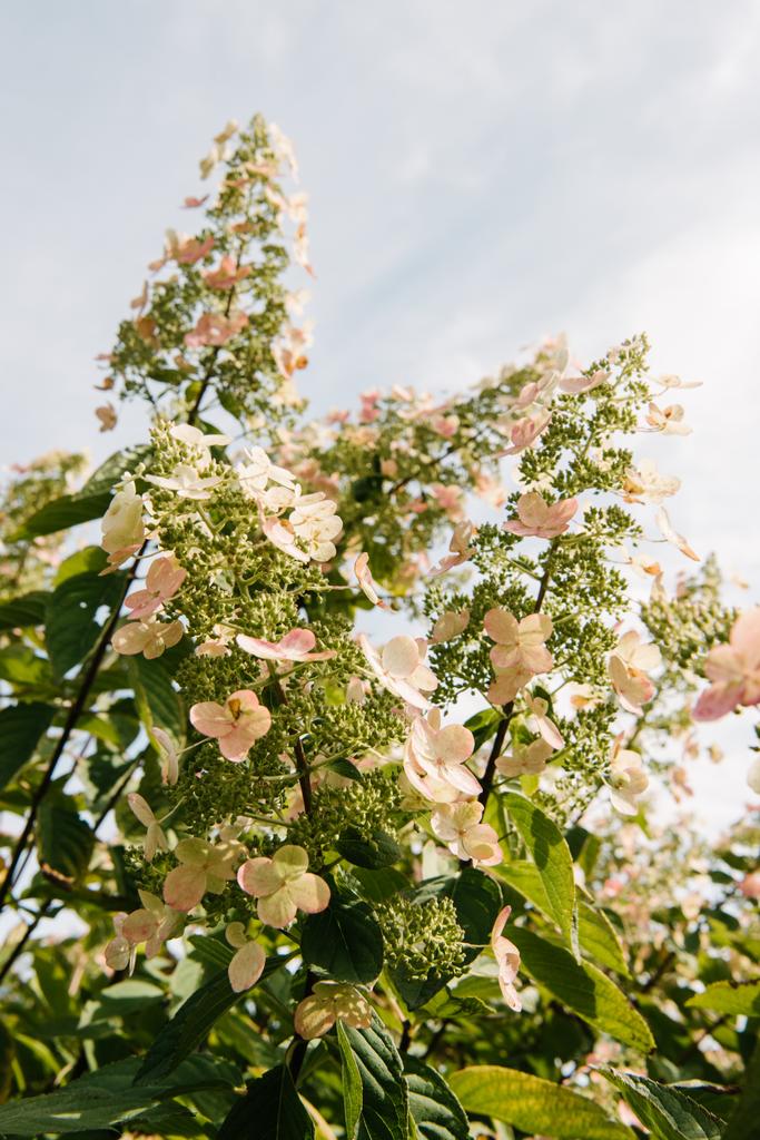 bottom view of blossoming hortensia flowers against cloudy sky - Photo, Image