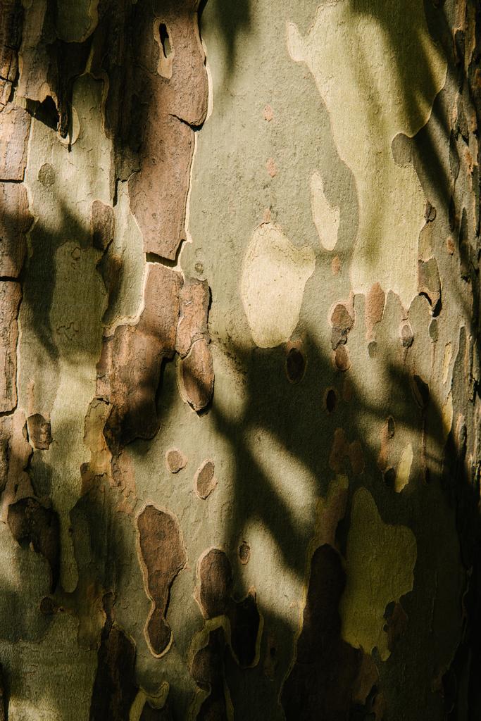 κοντινή λήψη ενός δέντρου ραγισμένα φλοιό κάτω από τις ακτίνες του ήλιου - Φωτογραφία, εικόνα