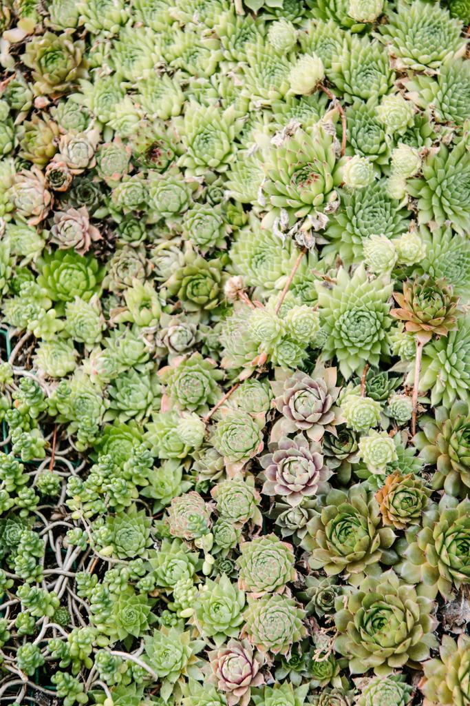 vista superior de hermosas plantas sempervivum que cubren la superficie
 - Foto, imagen
