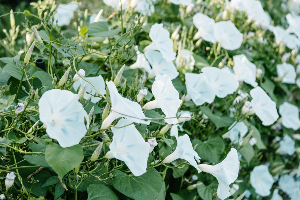 primer plano de flores blancas con hojas verdes
 - Foto, Imagen