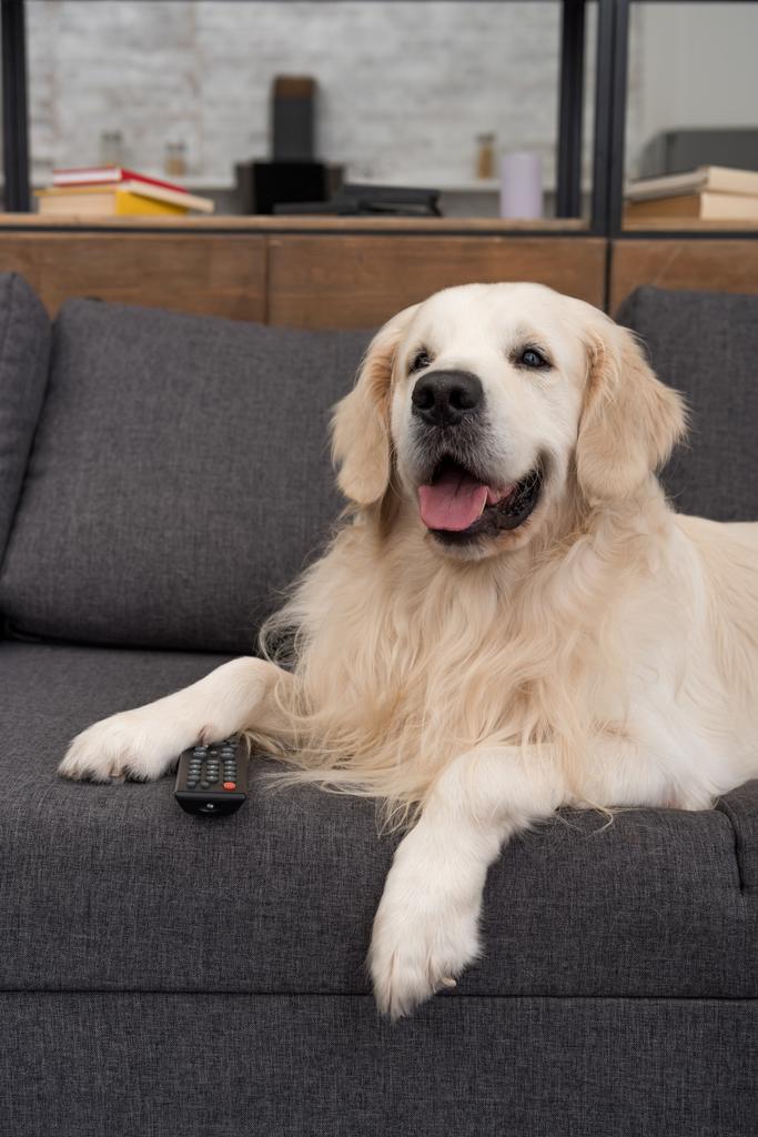 lindo golden retriever acostado en el sofá con control remoto de televisión
 - Foto, Imagen