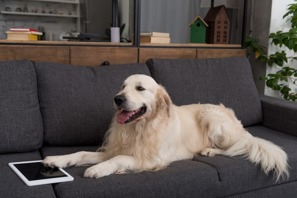 adorable golden retriever lying on couch with tablet - Photo, Image