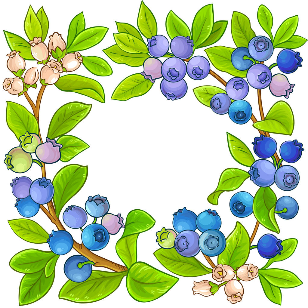 Blueberry vector frame op witte achtergrond - Vector, afbeelding