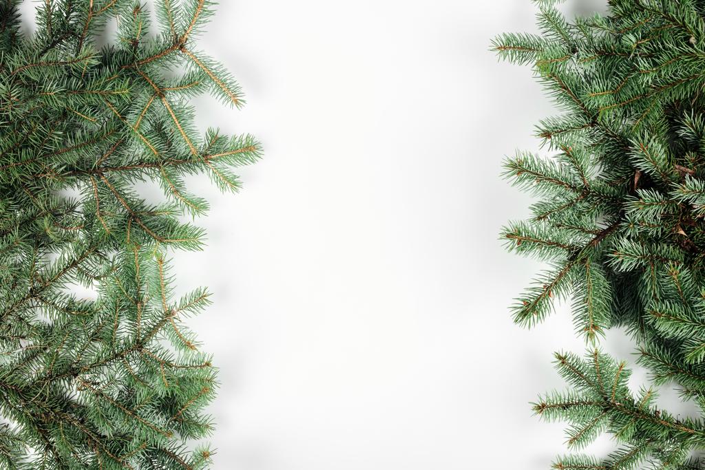 白い背景の美しい常緑のモミの小枝のトップ ビュー - 写真・画像