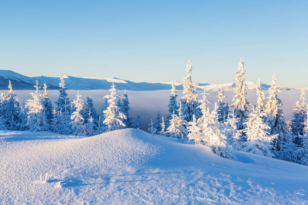 Красивый горный пейзаж открывается с зеленого луга, покрытого большими и маленькими деревьями под снегом в зимний Новый год
. - Фото, изображение