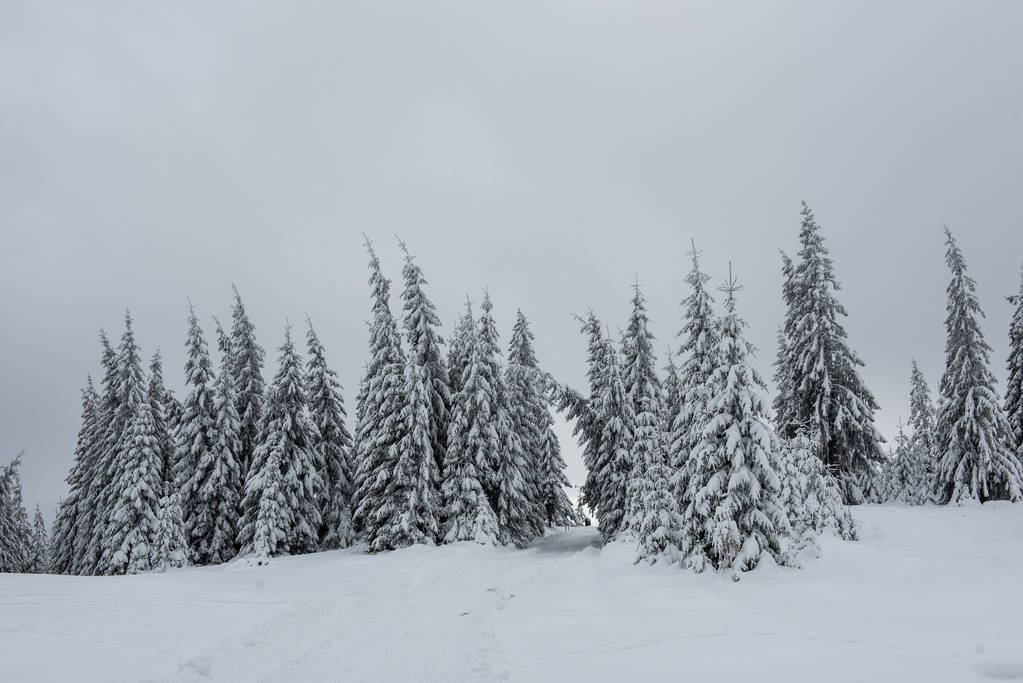 Новогодний и рождественский фон с зимними деревьями в горах, покрытыми снегом - Фото, изображение