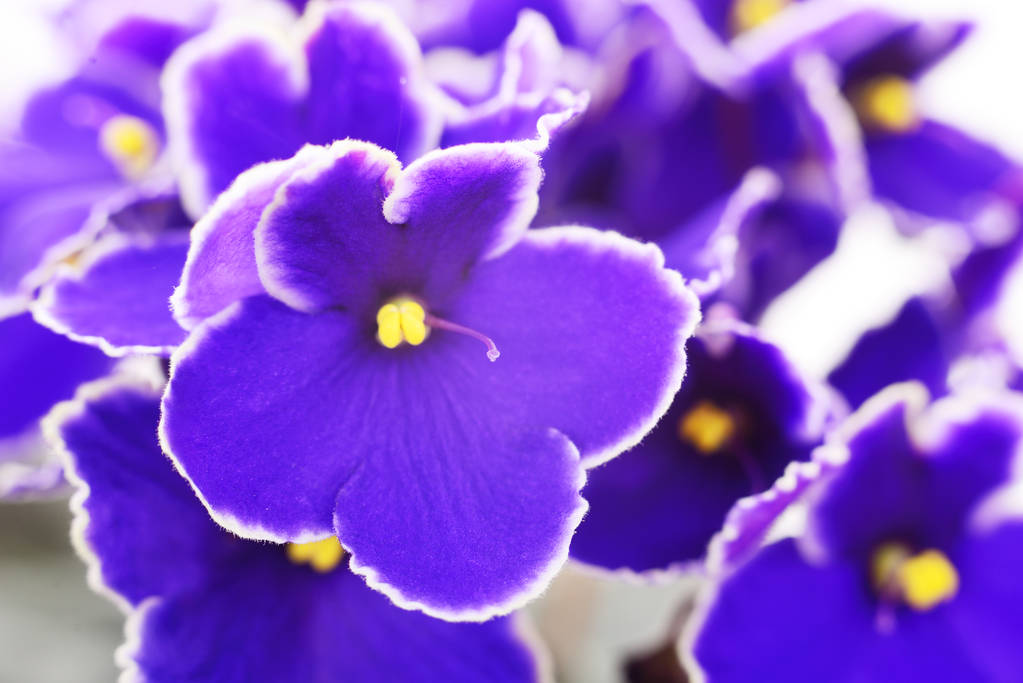Saintpaulia (violetas africanas), fondo
. - Foto, Imagen