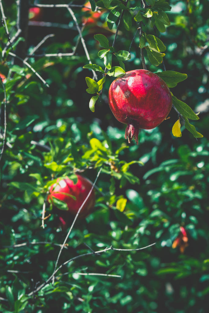 Спелые гранатовые плоды на ветке дерева, избирательный фокус. Тонко. матте
 - Фото, изображение
