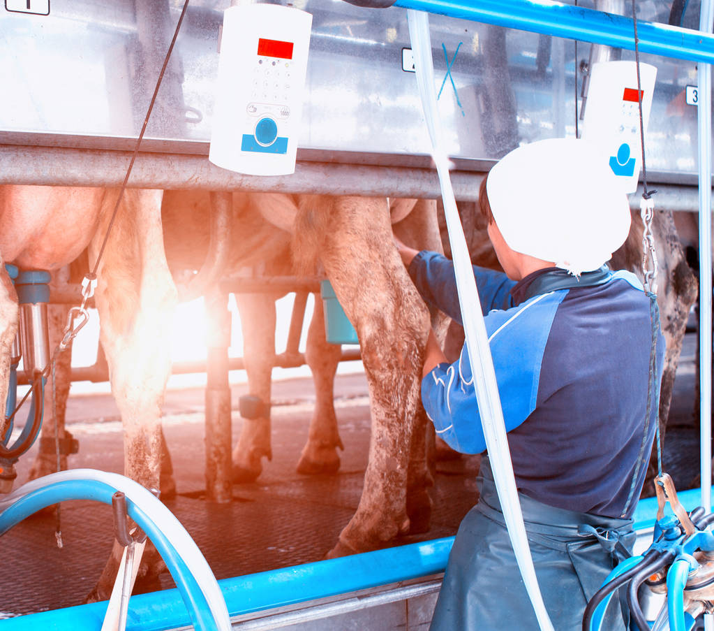 Une fille laitière relie l'équipement moderne pour traire une vache, produit des vaches laitières, le soleil, le trayeur
 - Photo, image