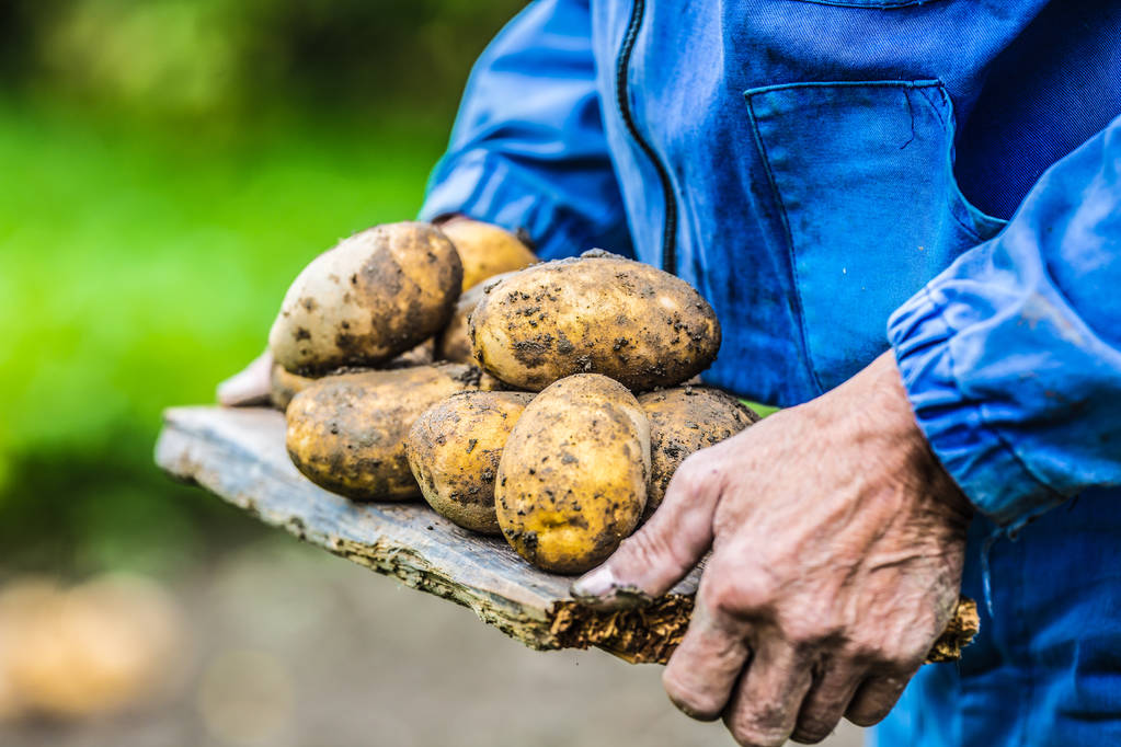 Ręka stary rolnik posiadający świeżych organicznych ziemniaków. - Zdjęcie, obraz
