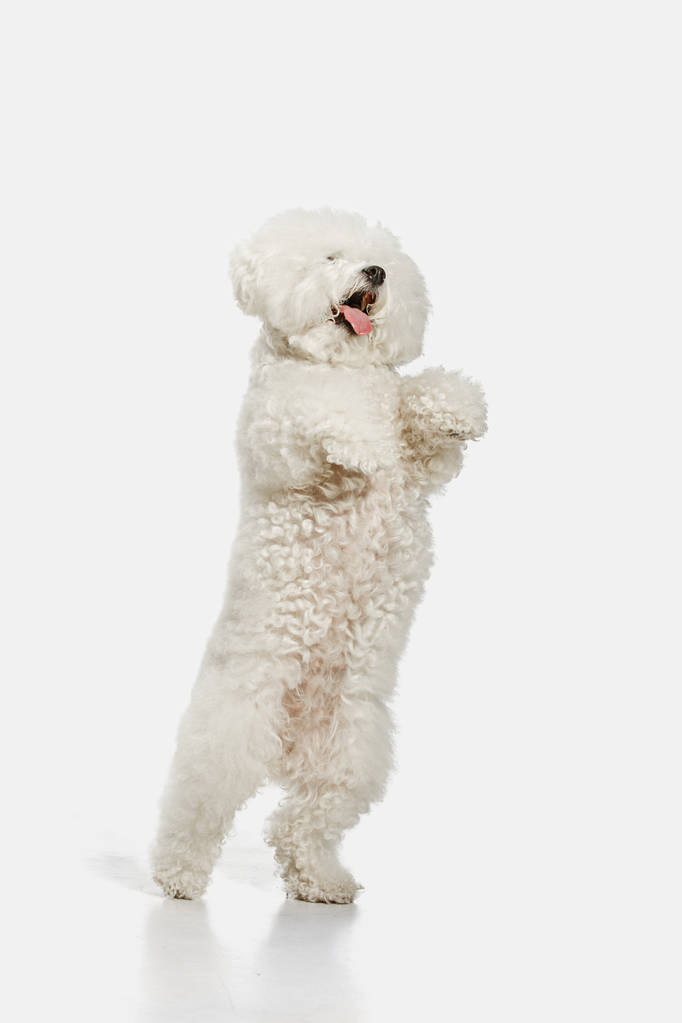 Pies rasy Bichon fryzkiej na białym tle na kolor biały - Zdjęcie, obraz