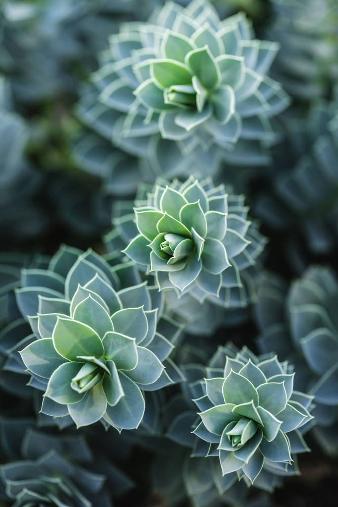 selective focus of beautiful succulents in park - Photo, Image
