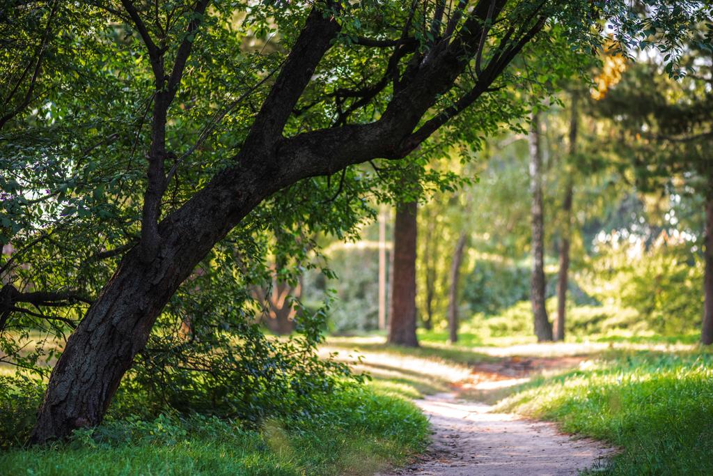 пустой путь в парке с зелеными деревьями и растениями вокруг
 - Фото, изображение