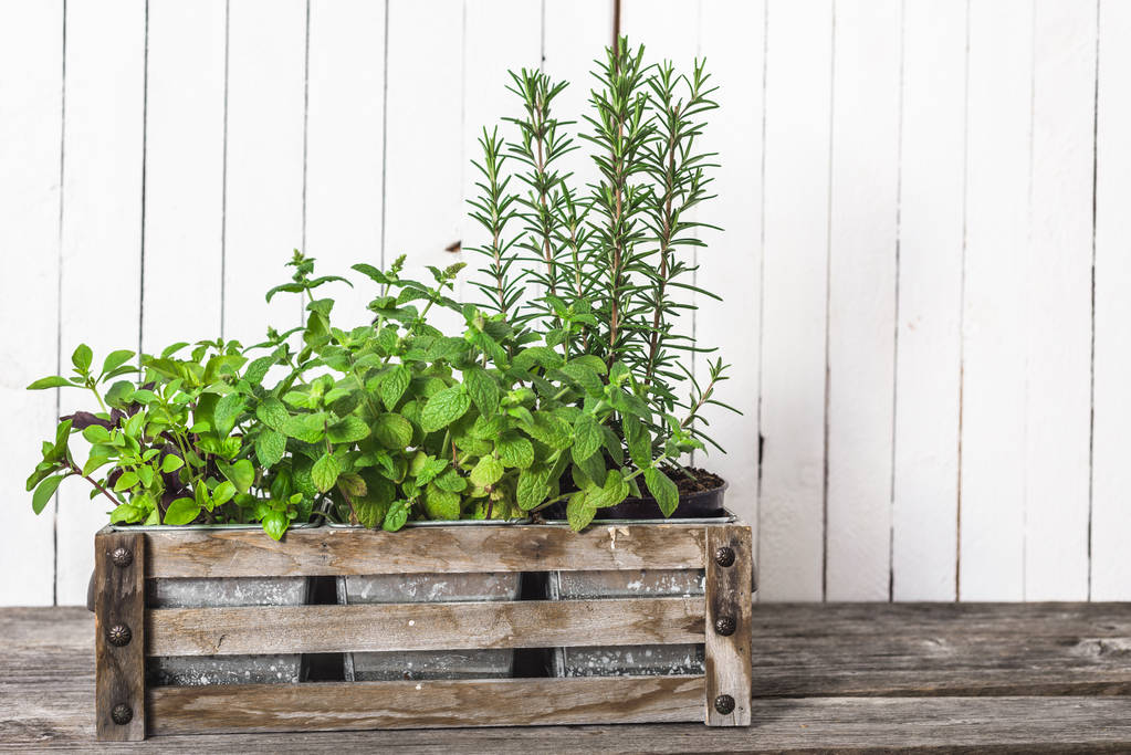 Garden herb on wooden table. Potted mint and rosemary. Fresh herbs in the pots. - Photo, Image