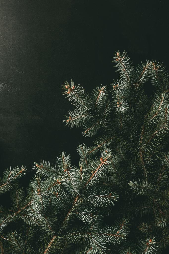 grüne Tannenzweige auf schwarzem Hintergrund - Foto, Bild