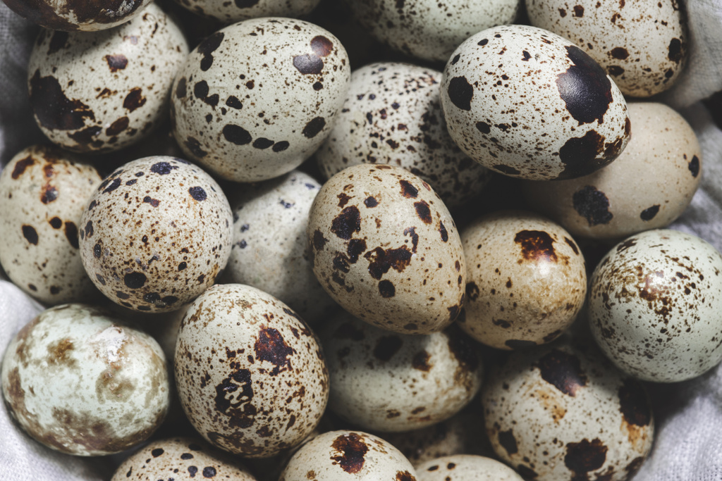 κάτοψη του φρέσκο ωμό οργανικό unshelled ορτύκια αυγά - Φωτογραφία, εικόνα