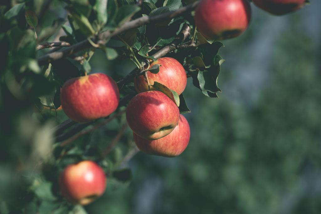 maçãs vermelhas orgânicas saborosas em ramos de árvore em jardim
 - Foto, Imagem