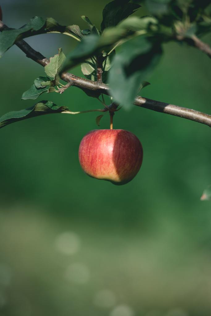 1 dojrzałe Czerwone jabłko na gałęzi drzewa w ogrodzie - Zdjęcie, obraz