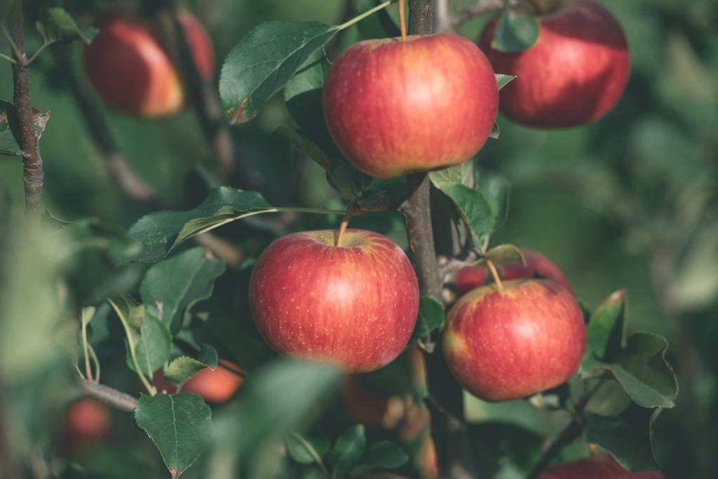 庭の木の枝に有機の熟した秋りんごのクローズ アップ - 写真・画像