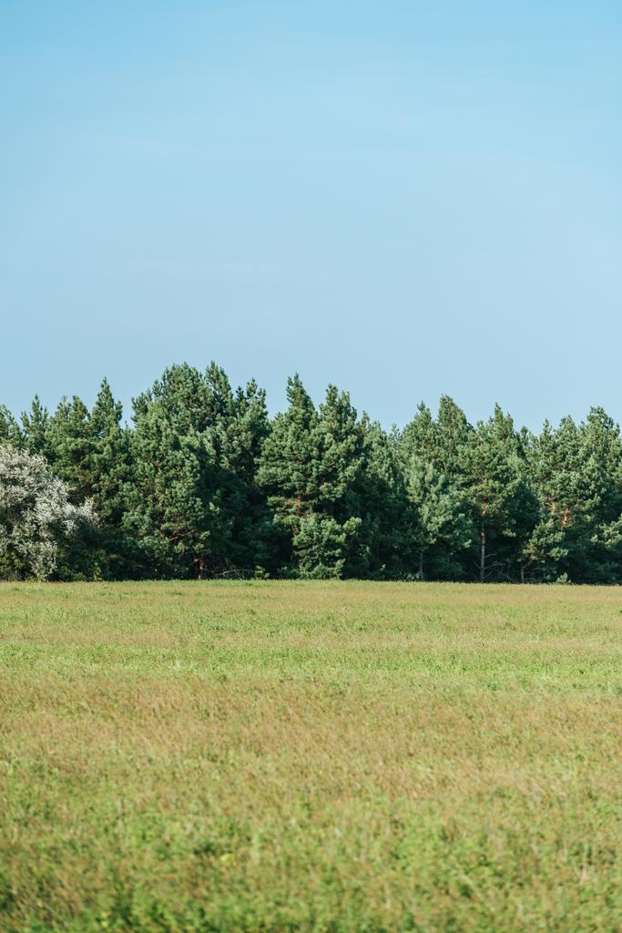πράσινο πεδίο, δέντρα και σαφούς μπλε ουρανού το φθινόπωρο - Φωτογραφία, εικόνα