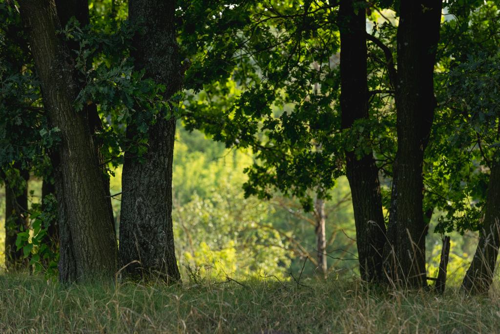 groen gras en boom stam in herfst bos - Foto, afbeelding