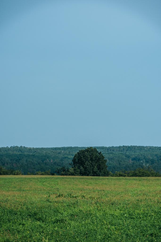 πράσινο γρασίδι, δάσος και καθαρό ουρανό το φθινόπωρο - Φωτογραφία, εικόνα