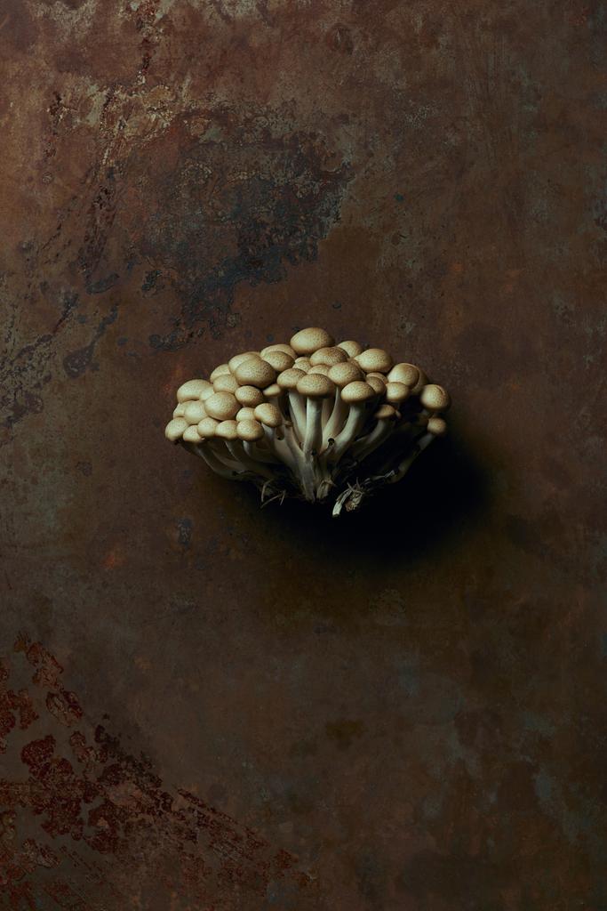 Ansicht von rohen essbaren Shimeji-Pilzen auf dunkler Grunge-Oberfläche  - Foto, Bild