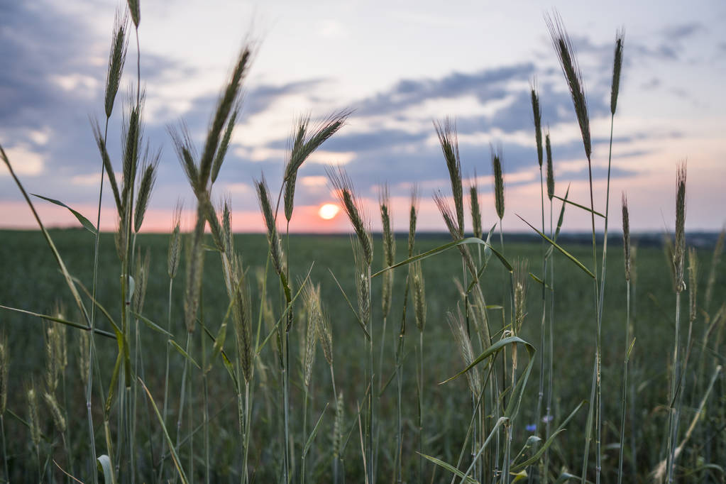 Młody Zielona pszenica uszy na piękny pole z wieczorem zachód słońca niebo. Dojrzewające kłosy pszenicy. Rolnictwa. Produkt naturalny. - Zdjęcie, obraz