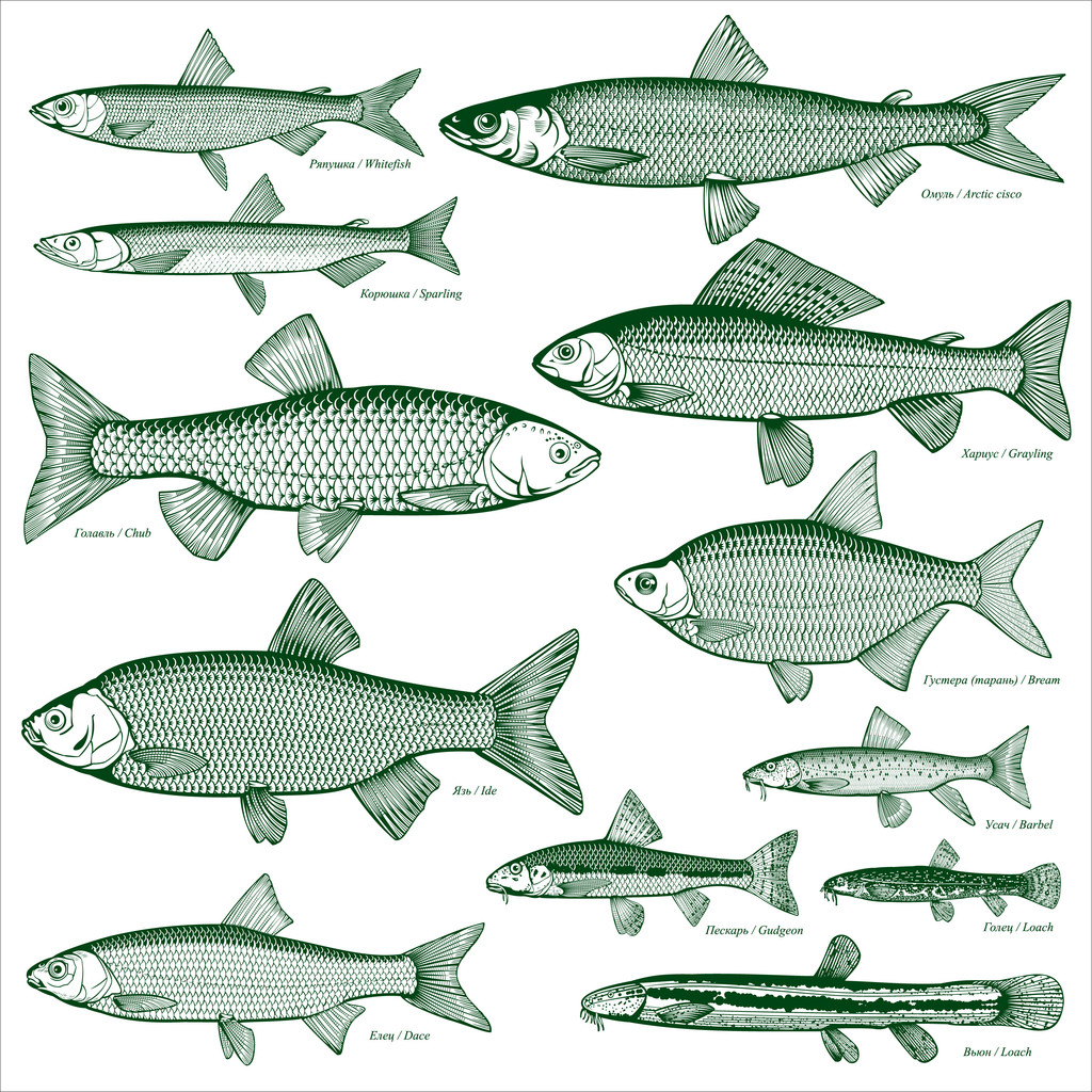 Fish freshwater vector 3 - Vector, Image