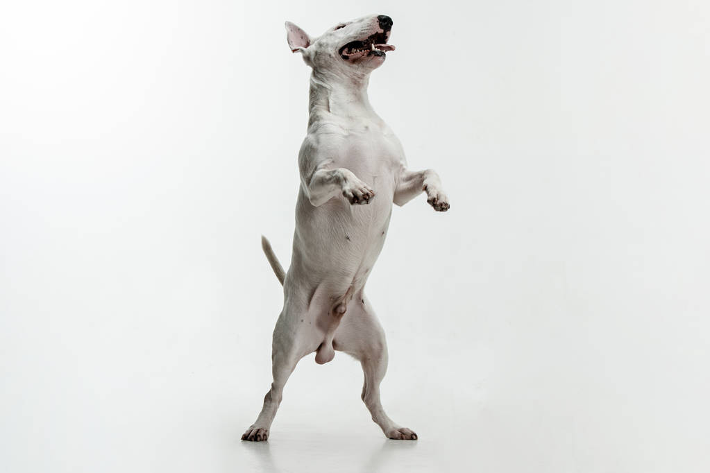 Bull Terrier típus kutya fehér háttér - Fotó, kép