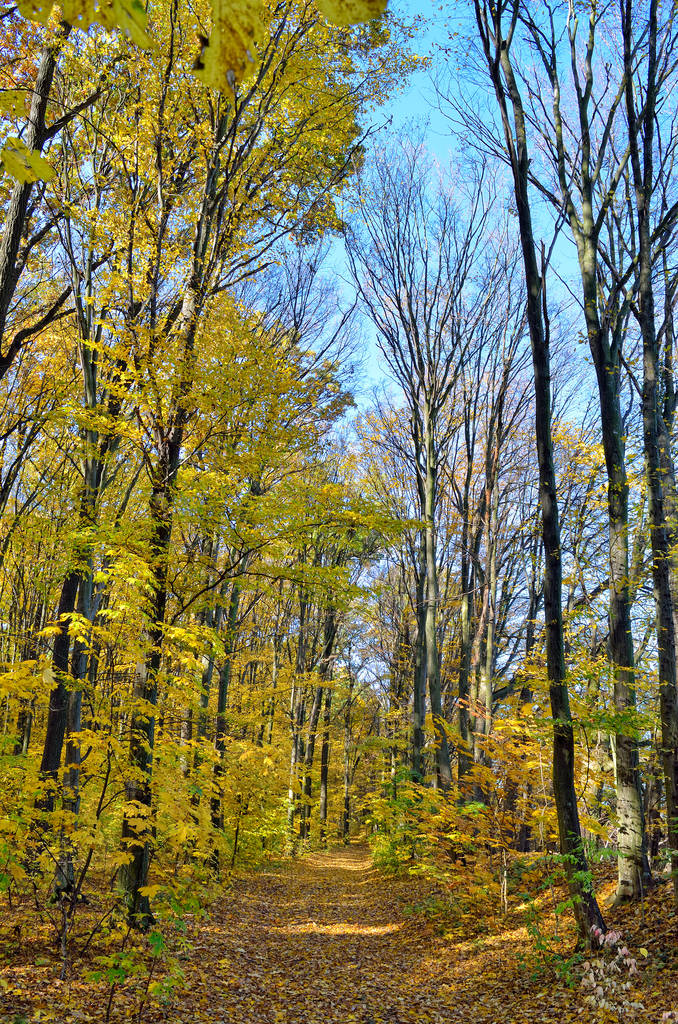 Bäume im Herbstwald zwischen gelben Blättern. Herbstlandschaften im Wald. Gelbe und rote Blätter an Bäumen im Herbstpark. - Foto, Bild