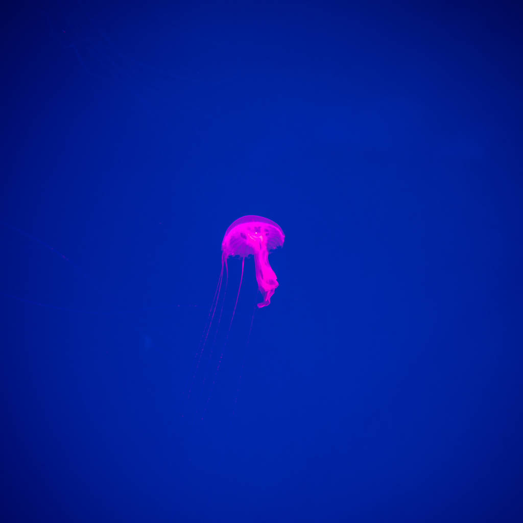 Закри медузи, Medusa в садок для риби з неонові світла. Медуза є free-swimming морського coelenterate з jellylike або блюдце дзвоноподібної орган, який зазвичай прозоре. - Фото, зображення