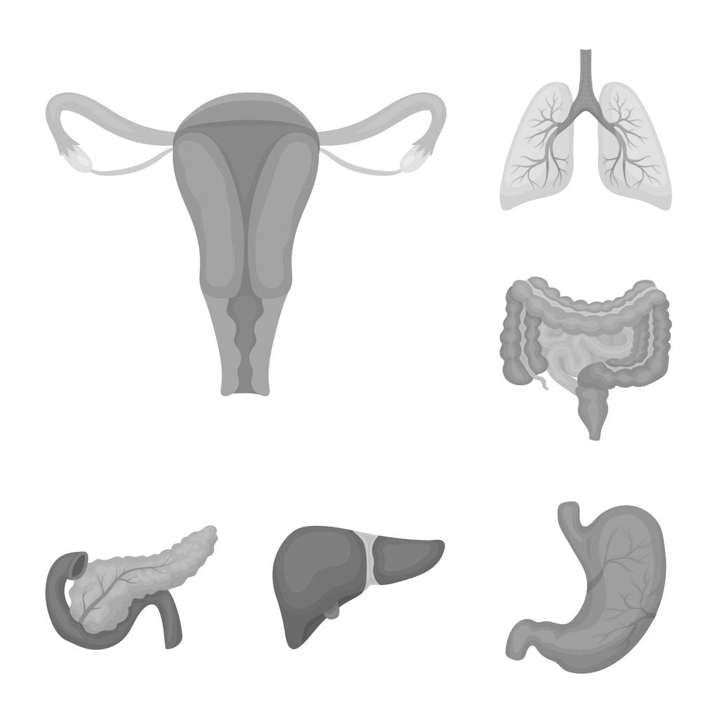 Internal organs of a human monochrome icons in set collection for design. Anatomy and medicine vector symbol stock web illustration. - Vector, Image
