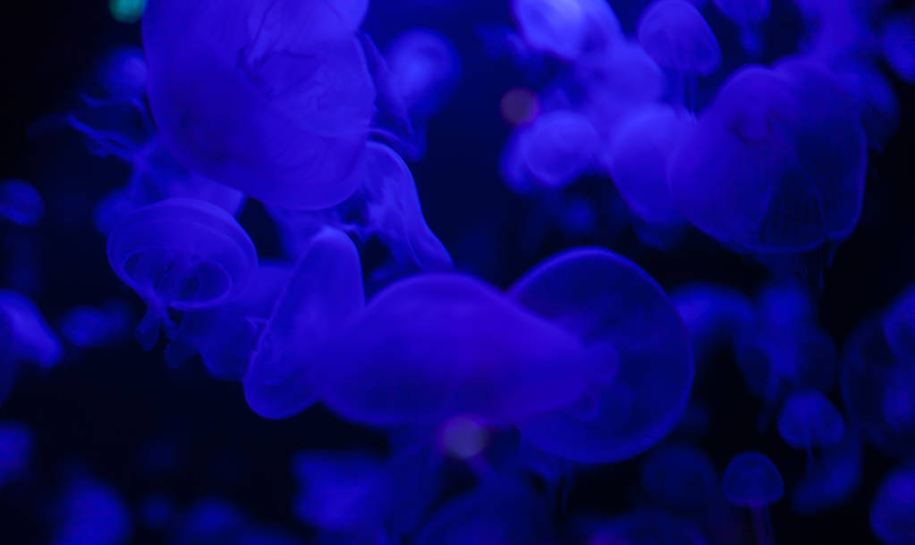 Meduse in azione in acquario, Creando un bellissimo effetto durante il movimento
 - Foto, immagini