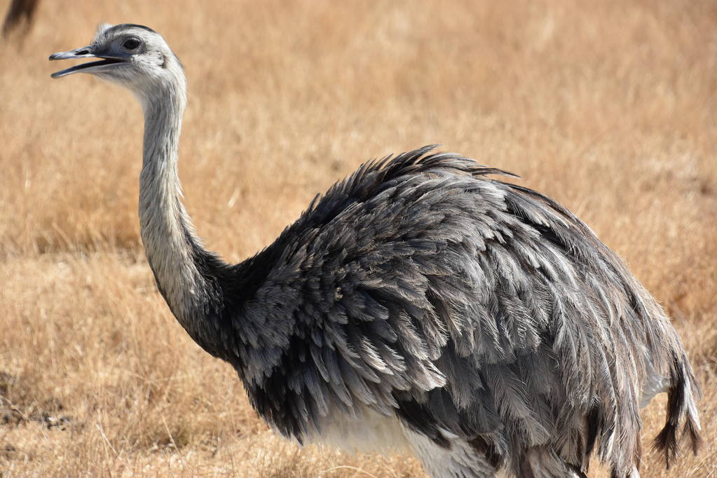 EMU-az állatkertben - Fotó, kép