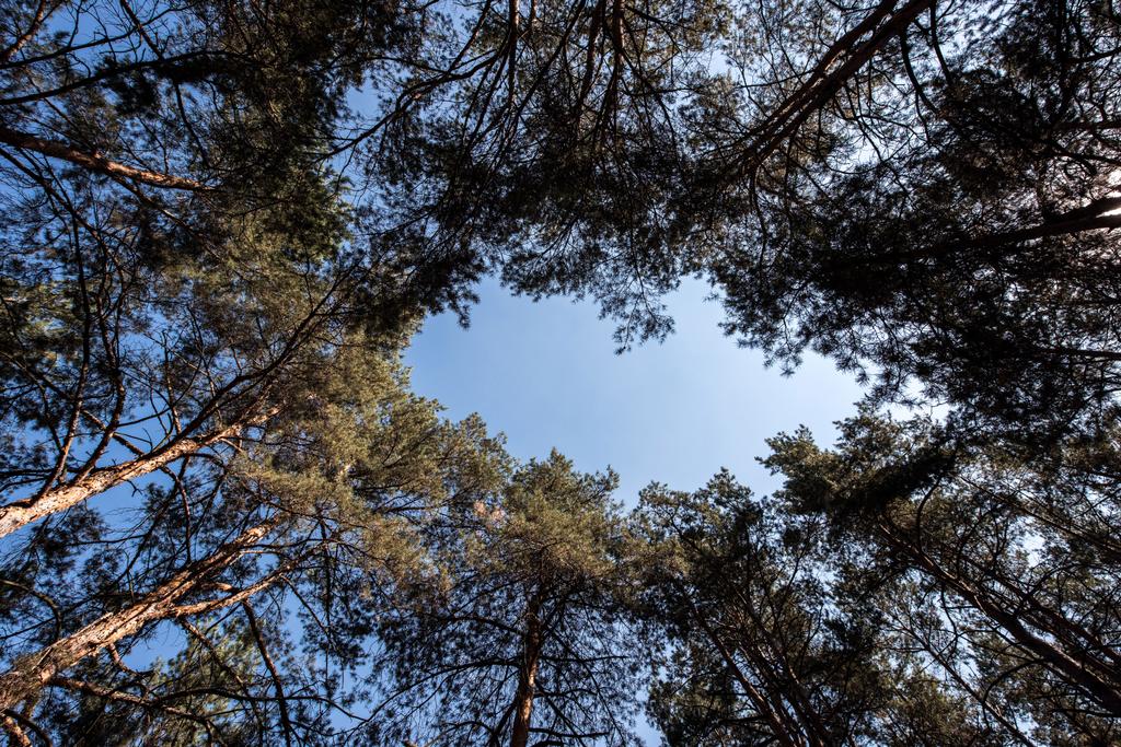 Onderaanzicht van dennenbomen met kopie ruimte op blauwe hemel  - Foto, afbeelding