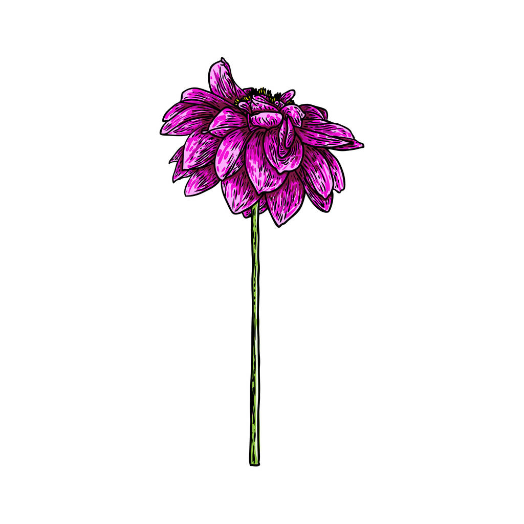 Bloem Dahlia, verwante soorten zijn de daisy, chrysant en zinnia. Inkt bloemsierkunst. Floral hoofd voor bruiloft decoratie, Valentijnsdag, Moederdag, verkoop en andere evenementen. Vector. - Vector, afbeelding