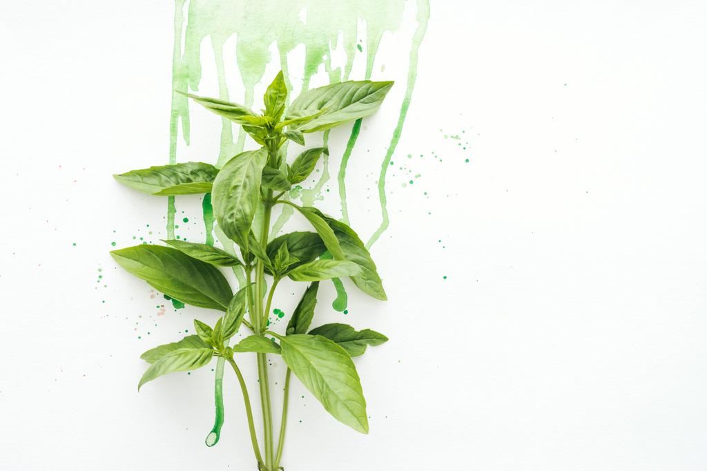top view of bunch of basil brunches on white surface with green watercolor droplets - Photo, Image