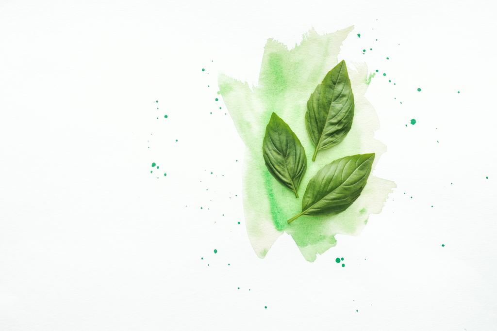 yeşil sulu boya darbeleri ile beyaz yüzey üzerinde yukarıdan fesleğen yaprakları - Fotoğraf, Görsel