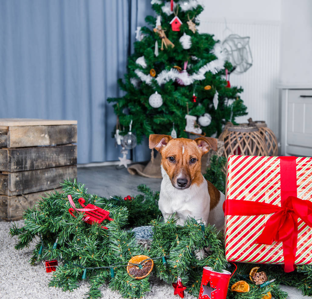 Jack Russel dog near Christmas tree - Photo, Image