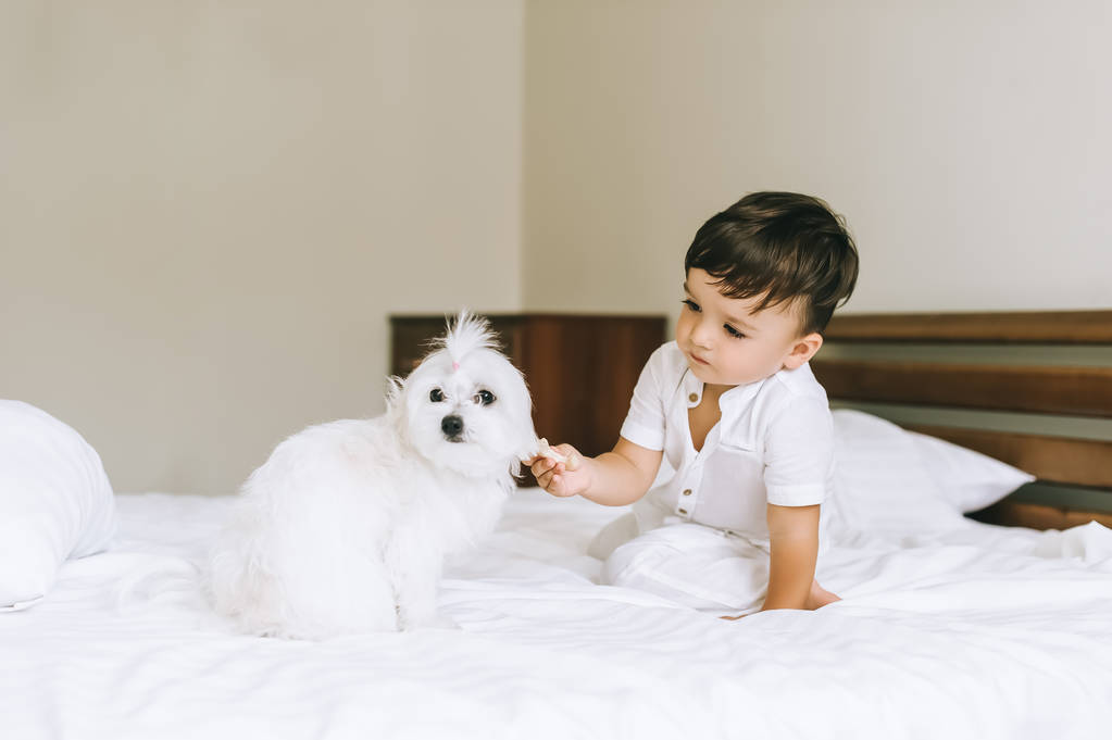 schattig kindje voeden bichon hond in bed - Foto, afbeelding