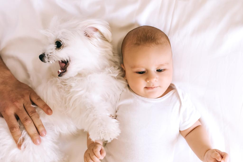 vista superior del adorable niño acostado en la cama con el perro bichon mientras el padre juega con él
 - Foto, Imagen