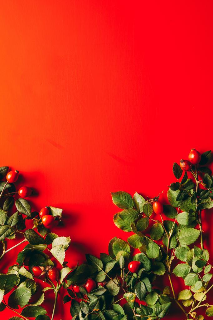 plat lag met briar en groene bladeren op rode achtergrond - Foto, afbeelding