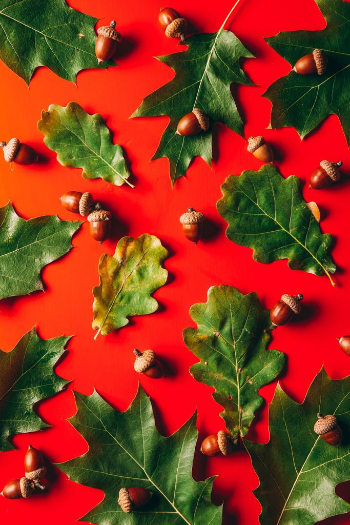полная рамка зеленых дубовых листьев и желудей расположение на красном фоне
 - Фото, изображение