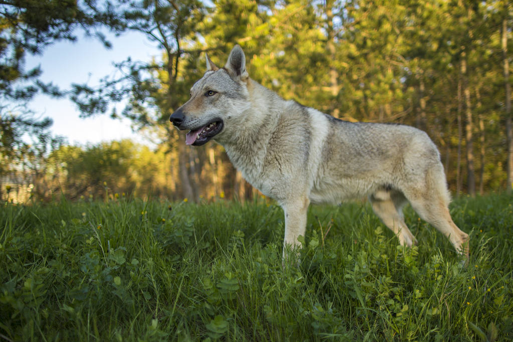 Grey wolf playing outdoor - Photo, Image