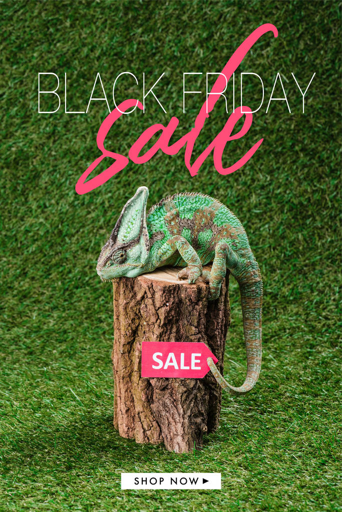 vista laterale di bellissimo camaleonte verde brillante seduto sul ceppo con tag vendita e venerdì nero vendita
 - Foto, immagini