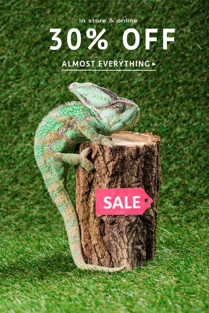 beautiful bright green chameleon climbing on stump with sale tag, with 30 percents off for shopping - Photo, Image