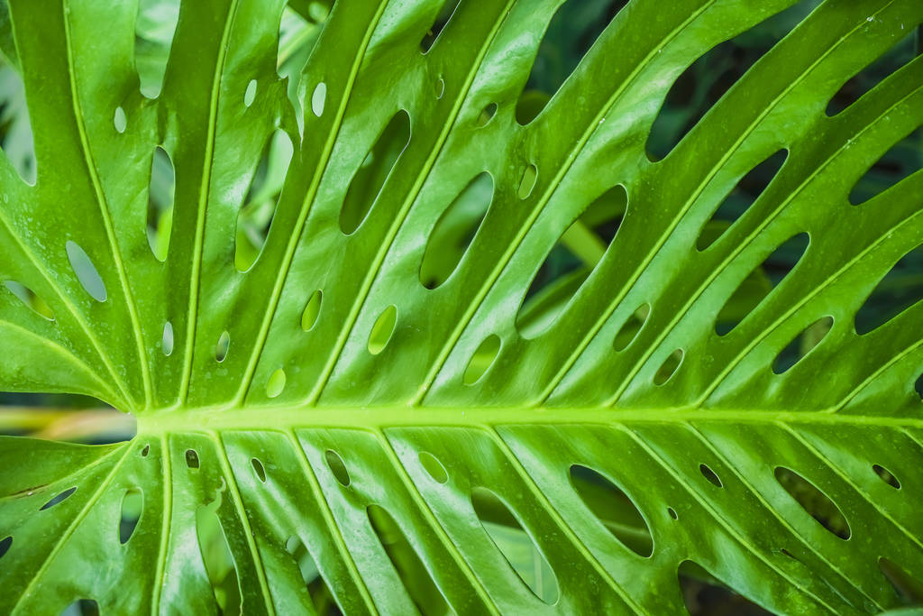 Groene Monstera blad voor achtergrond - bovenaanzicht. blad achtergrond - Foto, afbeelding